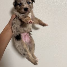 Thriller - Blue merle male Australian Shepherd puppy in Dade City, Florida from Autumn Fall Aussies