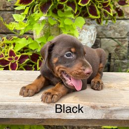 Remi - Red and rust male Doberman Pinscher puppy in Boyd, Texas from Team Feem Breeders