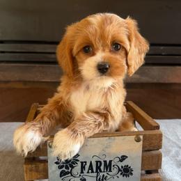 Amora - Red and white female Cockapoo puppy in Roseville, California from Darby Park Doodles