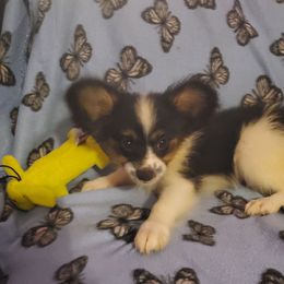 Lightning - White black and tan male Papillon puppy in Harrisburg, Illinois from Joy Furey Pixy Puff Papillons