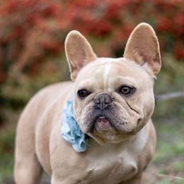 Rainy - French Bulldog