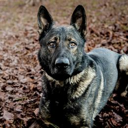 Yogi - German Shepherd