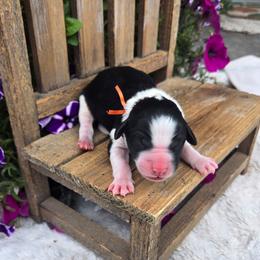 Woody - Black and white male Sheepadoodle puppy in Ashton, Idaho from Kerr Kanine Ranch