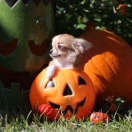 Chihuahua Puppies from Summit Chihuahuas