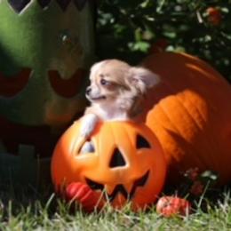 Chihuahua Puppies from Summit Chihuahuas