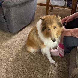 Cindy - Collie