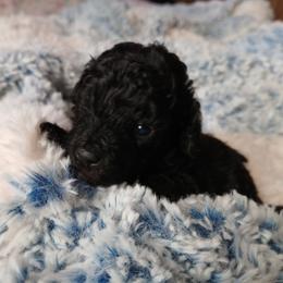 Ebony - Silver male Poodle puppy in Blanch, North Carolina from Faithful Hearts Kennel