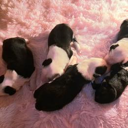 Old English Sheepdog puppies from Orleans Old English Sheepdogs