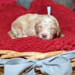 Goldendoodle Puppies from S_and_b_doodles