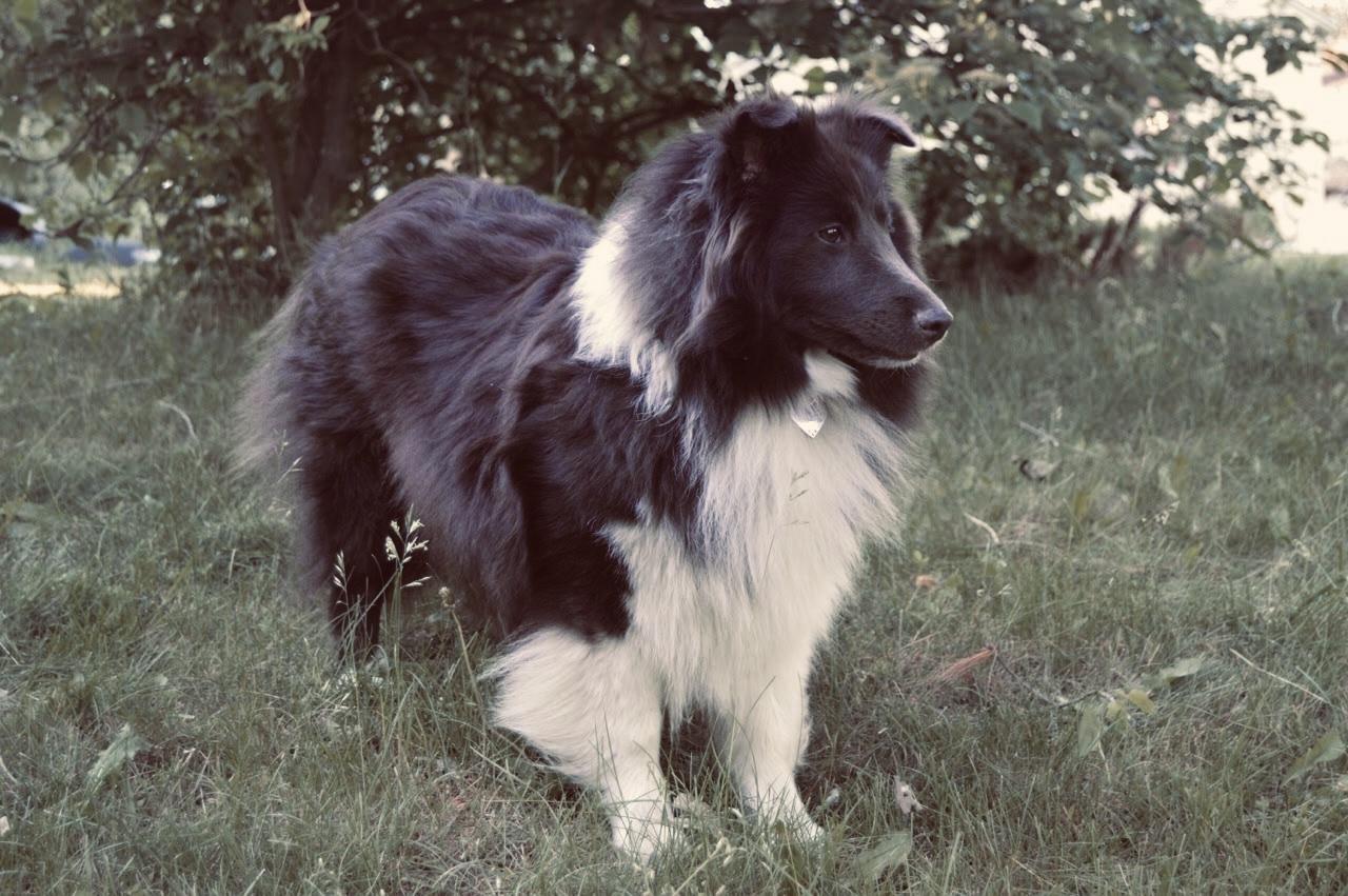 Sunny Shelties in Minnesota Shetland Sheepdog puppies Good Dog