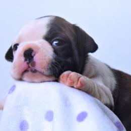 Baby Selûne (Seluna) - Brindle and white female Boston Terrier puppy in Kingsport, Tennessee from Sleepwalker Bostons