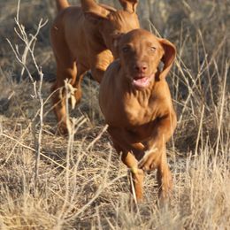 German Shorthaired Pointer and Vizsla Puppies from Big Country Kennels