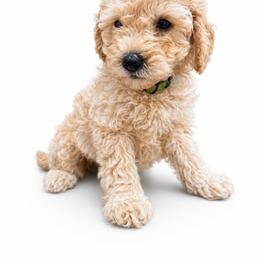 Hardy - Apricot male Goldendoodle puppy in Norris, Tennessee from Young Farms