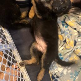 Orange - Black and tan female German Shepherd puppy in La Follette, Tennessee from Moore German Shepherds