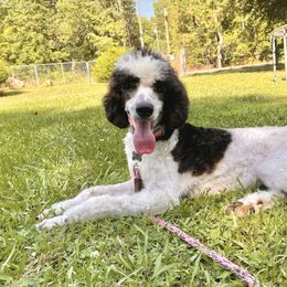 Poodle Puppies from Alpine Acres Poodles