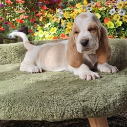 Fancy, Pink Girl - Lemon and white female Basset Hound puppy in Foley, Alabama from Jubilee Basset Hounds