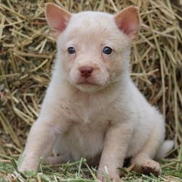 Rango - Red speckled male Australian Cattle Dog puppy in Tucson, Arizona from Socattleranch’s Corgi’s
