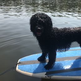 Portuguese Water Dog Puppies from Magellan Portuguese Water Dog