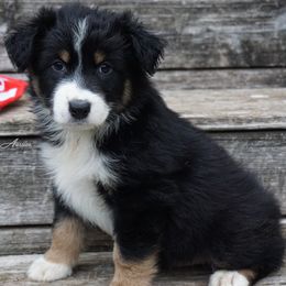 Cypress - Black tri-color male Australian Shepherd puppy in Burbank, South Dakota from Dakota Rose Aussies