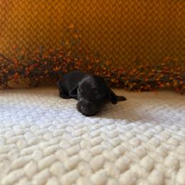 Coco - Black female Dachshund puppy in Clifton, Idaho from Diamondline Doberman