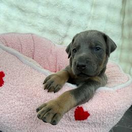 Leilani - Blue and rust female Doberman Pinscher puppy in Brookfield, Wisconsin from Haus of Hound