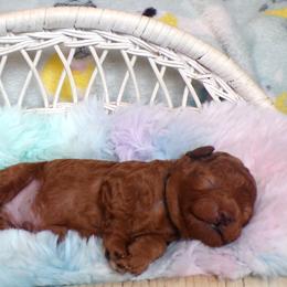 Mateo - Red  male Poodle puppy in Hurricane Mills, Tennessee from Scenic Hills Kennels