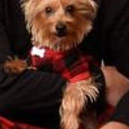 Poodles, Yorkipoos, and Yorkshire Terriers from Luv My Yorkies, LLC