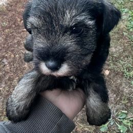 Hamilton - Salt and pepper male Miniature Schnauzer puppy in West Point, Nebraska from Canyon Rose Schnauzers