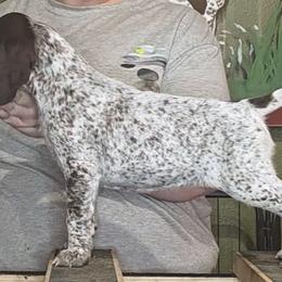 Veil - Liver and white female German Shorthaired Pointer puppy in Kenai, Alaska from LakeHaus Kennels