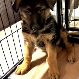 Yellow Female - Black and red female German Shepherd puppy in Puyallup, Washington from Majestic Royal German Shepherd’s
