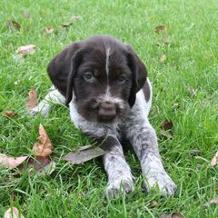 Bracco Italianos and German Wirehaired Pointers from Claddagh Kennel