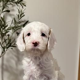 Aspen - Parti female Goldendoodle puppy in St George, Utah from Doodle Bears of Southern Utah