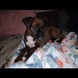 Boxer Puppies from Whynot Blue Ridge Mountain Boxer's