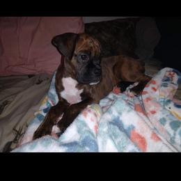 Boxer Puppies from Whynot Blue Ridge Mountain Boxer's