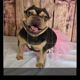 French Bulldog puppies from Diamond Dreams French Bulldogs