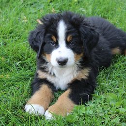 Duke - Bernese Mountain Dog puppy from Arlin Horst's Bernese Mountain Dogs