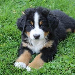 Duke - Bernese Mountain Dog puppy from Arlin Horst's Bernese Mountain Dogs