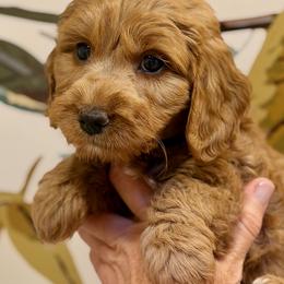 Blue Boy - Red male Australian Labradoodle puppy in Bend, Oregon from High Desert Labradoodles