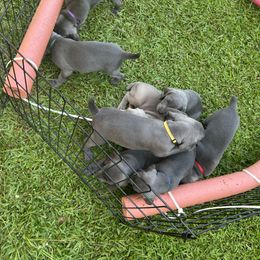 Weimaraner Puppies from Georgia Line Weimaraners