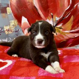 Samuel - Red male Border Collie puppy in Hartsville, South Carolina from Wiggles 4 Life