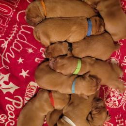 Golden Retriever Puppies from Cedar Life Goldens