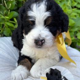 Blossom - Tri-color female Bernedoodle puppy in Herriman, Utah from Gypsi Doodles & Poodles LLC.