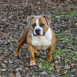 American Bully All Grown Up from Weight In Gold Kennels