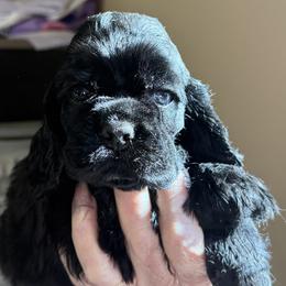 Bandit - Black male Cocker Spaniel puppy in Victor, Montana from Stargazer Kennel