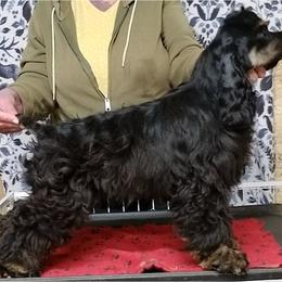 Cara - Cocker Spaniel