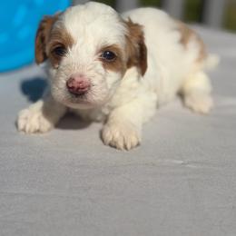Brownie of Evie - Red male Yorkipoo puppy in Rush, New York from Care Bear Puppies