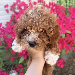 Pekingese, Poodle, and Shih Tzu Puppies from Happy puppies
