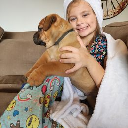 Boerboel Puppies from Pine River Boerboels