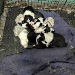 Australian Shepherd and Great Dane Puppies from AEW Farm