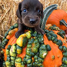 Honor - Dapple male Dachshund puppy in Hermiston, Oregon from The Wanderin’ Doxie